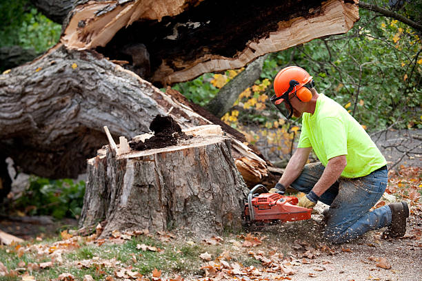 Best Residential Tree Removal  in Camp Barrett, VA